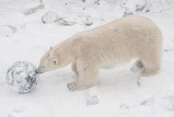 polar polar bear stands sideways in the snow