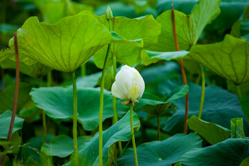 LOTUS
