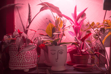 home flowers in pots with additional lighting