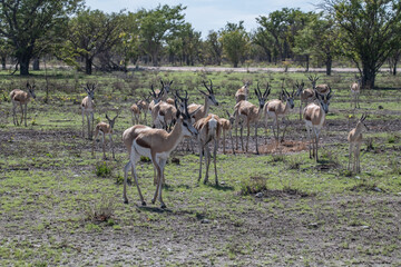 Springbock anthelopes