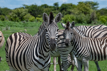 Fototapeta na wymiar Zebra Africa
