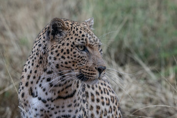 Leopard Africa