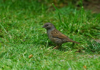 dunnock in the garden