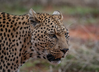 Fototapeta na wymiar Leopard Africa