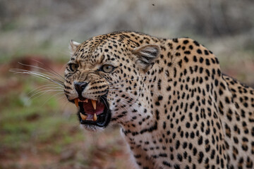 Leopard Africa