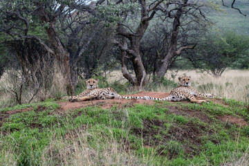 Cheetah Africa