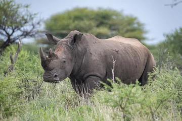 Foto op Plexiglas White Rhino Namibia South Africa © Stanislav