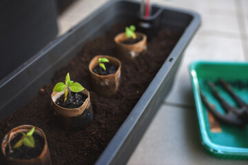Replanting pepper seedlings into a garden planter box in the apartment balcony.