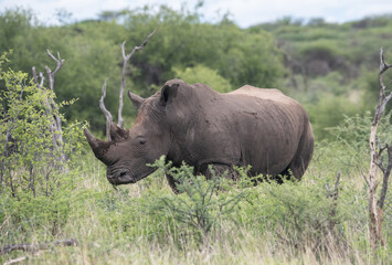 Naklejka na ściany i meble White Rhino Namibia South Africa