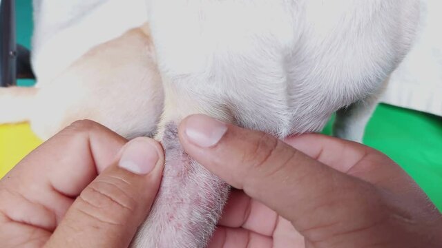 Skin Disease of Puppy Dog 