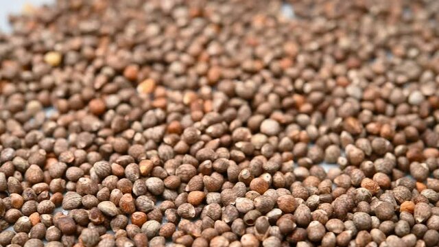angle pan herb ZiSuZi or Perillae Fructus or Cultivated Puple Perilla Fruit