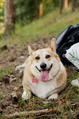 Corgi pembroke dog on a hike outdoors