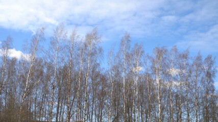 Obraz na płótnie Canvas Springtime landscape on a sunny day with a view of birches. The blue and a bit cloudy sky is obscured by the slender trunks of birch trees with bare branches.