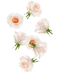 Falling white rose isolated on white background, clipping path, full depth of field