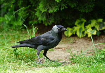 crow on the grass
