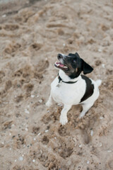 Black and white jack russel terrier dog at the beach 