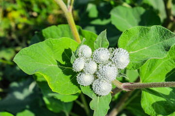 Beautiful color of burdock in the field on a background of grass