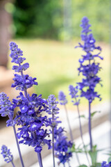 bouquet of purple flowers 