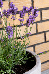 lavender in a pot 