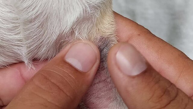 Skin Disease of Puppy Dog 