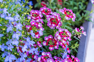 Obraz premium flowers in the garden