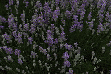 Obraz premium field of lavender