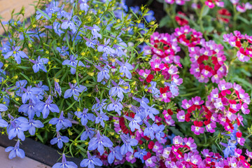 Obraz premium flowers in the garden