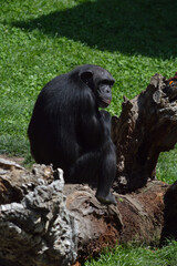 gorila pensando