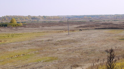 Fototapeta premium autumn field