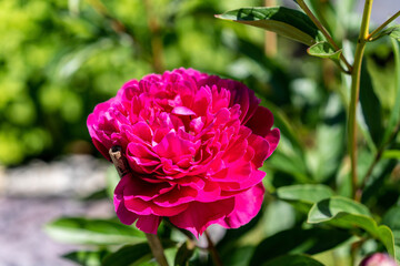 close up pink peony in the garden