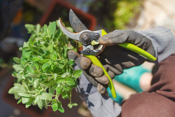Top view of pruning shears and with them cut oregano in gloved hands. Oregano is a culinary herb, used for the flavor of its leaves, which can be more flavorful when dried than fresh.