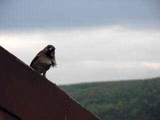 Sparrow on the roof