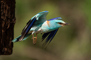 European roller (Coracias garrulus) , Castilla la Mancha, Spain.