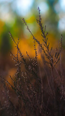 Macro de tiges de bruyère, dans la forêt des Landes de Gascogne, pendant le coucher du soleil