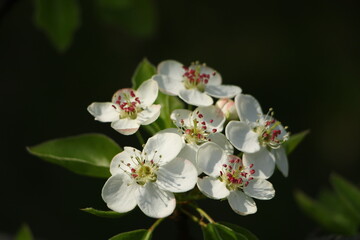  a flower