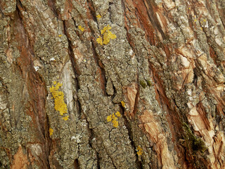 The texture of the tree bark overgrown with green moss. 
