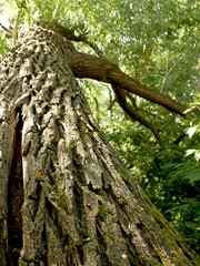 Obraz premium The old mighty willow tree. Cracked bark, green moss. The table is curved. A winding branch is visible. 