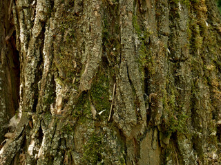 Texture of the bark of an old tree. Green moss, large cracks. 