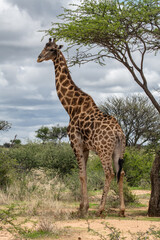 Giraffe africa