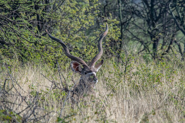 Kudu Anthelope