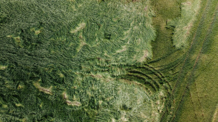 Fototapeta na wymiar Lodged cereals after storm and hail. Ripening rye. Has suffered from bad weather. Aerial photography