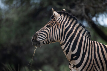 Fototapeta na wymiar Zebra Africa