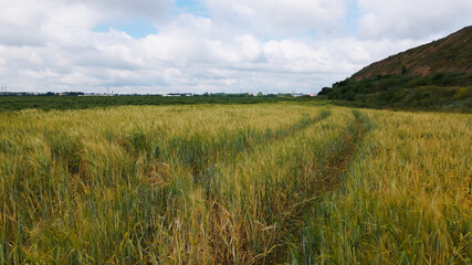 Lodged cereals after storm and hail. Ripening rye. Has suffered from bad weather. Aerial photography