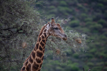 Giraffe africa