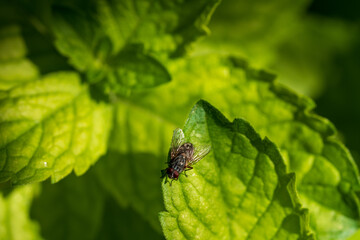 Fliege auf einem Blatt