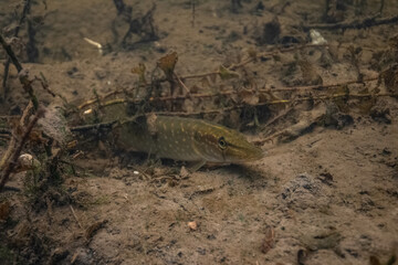 Pike unferwater