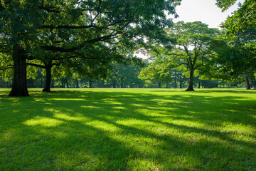 morning garden