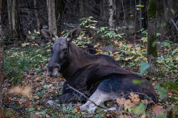 Fototapeta na wymiar Moose in the forest