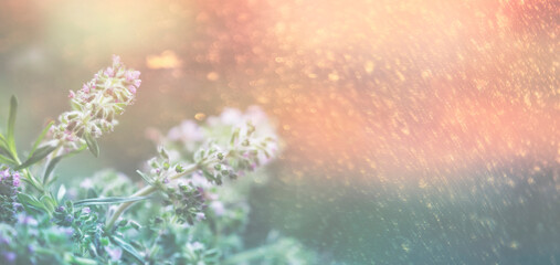 Blooming thyme on sunset. Summer natural banner background. Thymus serpyllum, vulgaris - spicy...
