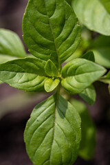 Macro shot of basil leaves in a garden, organic farming